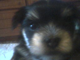 Nena